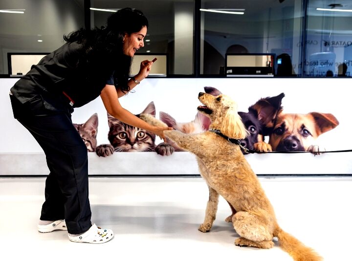 Qatar Airways Cargo Transports Over Half A Million Animals In One Year