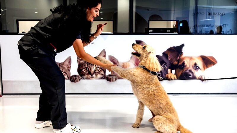 Qatar Airways Cargo Transports Over Half A Million Animals In One Year