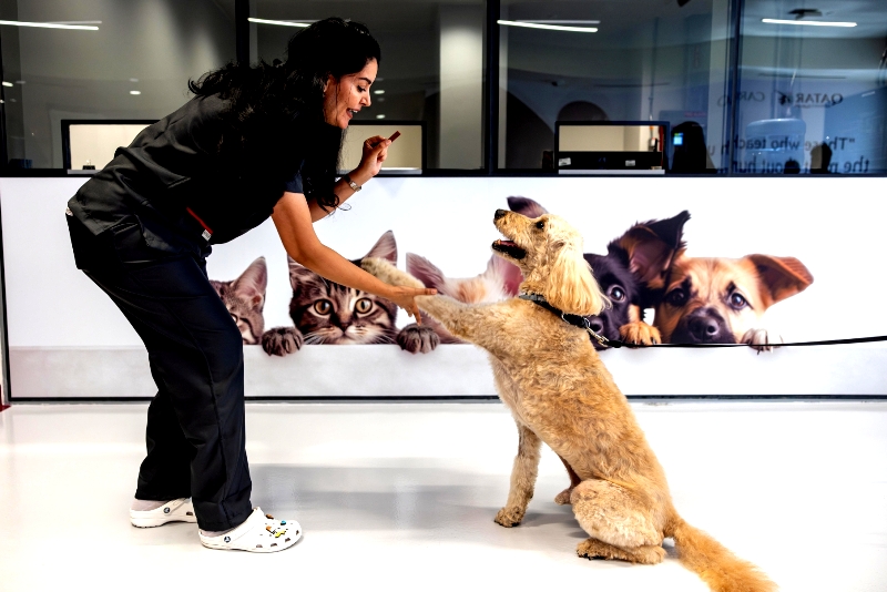 Qatar Airways Cargo Transports Over Half A Million Animals In One Year