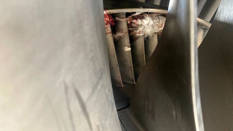 United Nigeria Airlines Records Second Bird Strike In Less Than 24 Hours