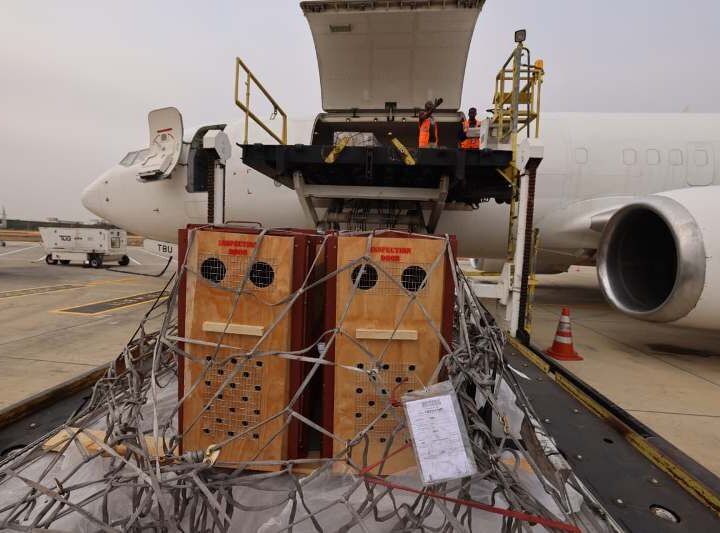 TAAG Cargo Transports Lions From South Africa To Nigeria
