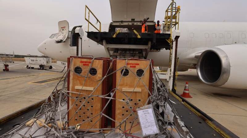 TAAG Cargo Transports Lions From South Africa To Nigeria