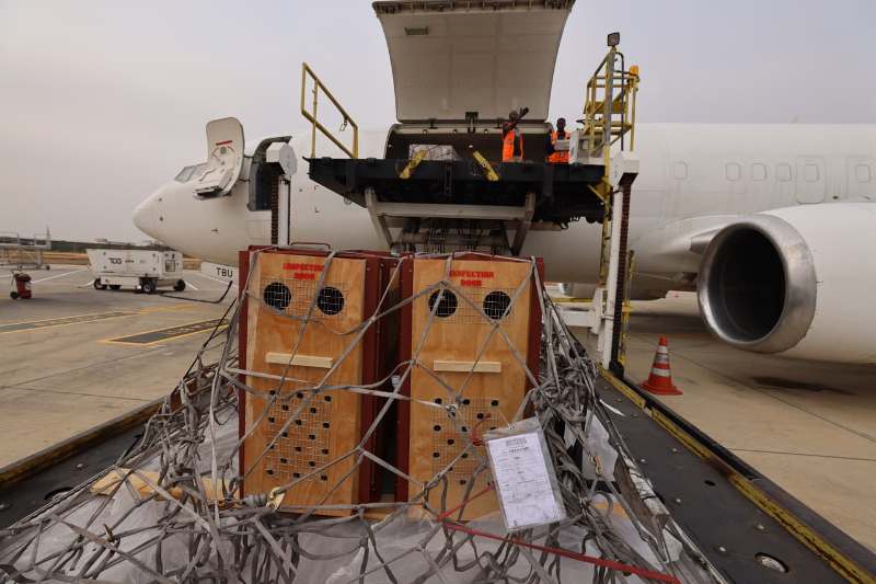 TAAG Cargo Transports Lions From South Africa To Nigeria